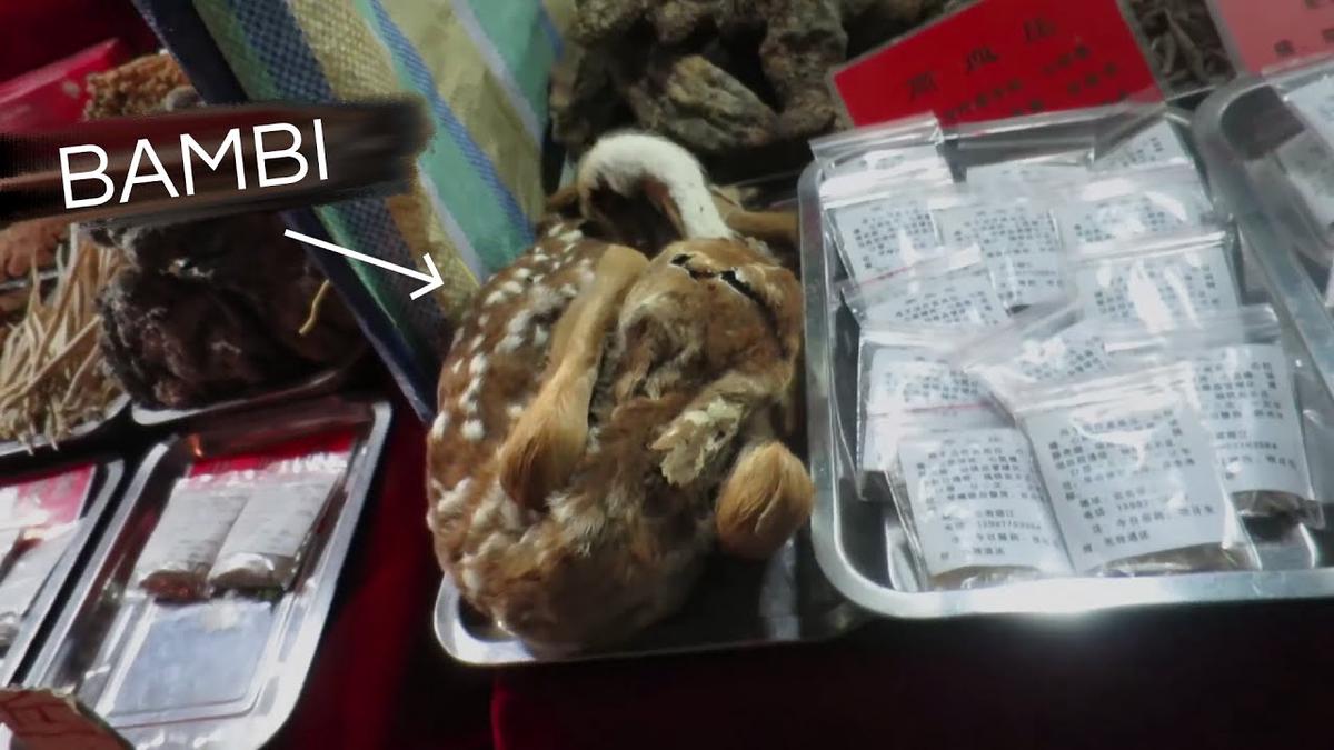 'Video thumbnail for INSIDE a CHINESE WET MARKET (Tiger Claw, Pangolin & More)'